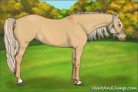 Horse Color:Palomino Dun Sabino 