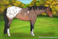 Horse Color:Bay Roan Appaloosa