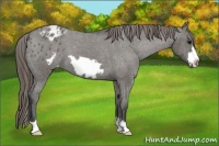 Horse Color:Grullo Frame Appaloosa 