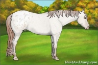 Horse Color:Classic Champagne Roan Dun Appaloosa 