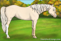 Horse Color:Gold Cream Champagne Dun 