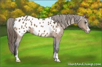 Horse Color:Buckskin Sabino Blanket 