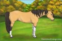 Horse Color:Buckskin Sabino Tobiano 