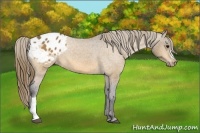 Horse Color:Buckskin Blanket 