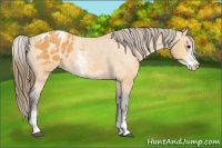 Horse Color:Buckskin Sabino Blanket 