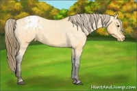 Horse Color:Buckskin Sabino Appaloosa  Brindle