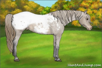 Horse Color:Buckskin Sabino Appaloosa