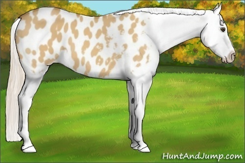 Horse Color:Palomino Dun Appaloosa 
