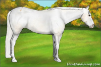 Horse Color:Silver Buckskin Splash Appaloosa 