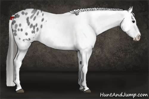 Horse Color: Blue Roan Blanket 