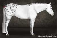 Horse Color:Blue Roan Appaloosa