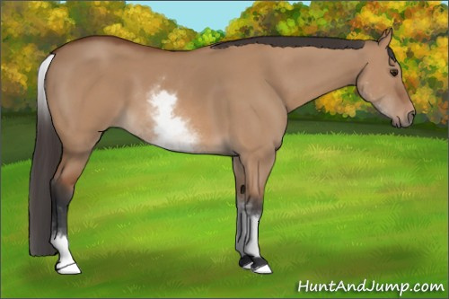 Horse Color: White Spotted Bay Dun 