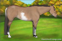 Horse Color:White Spotted Bay Dun