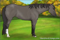 Horse Color:Smoky Grullo