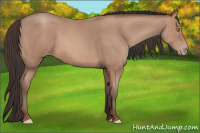 Horse Color:Amber Champagne 
