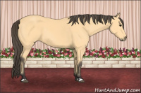 Horse Color:Buckskin 
