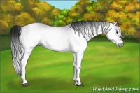 Horse Color:Gray White Spotted Black 