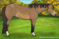 Horse Color:Buckskin Sabino 