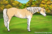 Horse Color:Palomino Sabino  Brindle