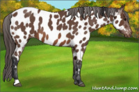 Horse Color:Bay Roan Near Leopard 