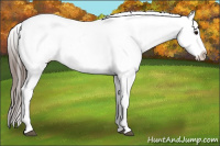 Horse Color:Brown Sabino Appaloosa