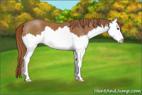Horse Color:Chestnut Sabino Splash