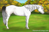 Horse Color:Gray Bay Dun Tobiano