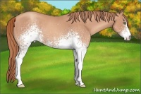 Horse Color:White Spotted Gold Champagne
