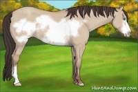 Horse Color:Amber Champagne Dun Frame 