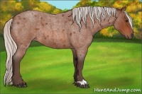 Horse Color:Silver Bay Roan