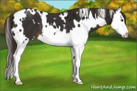 Horse Color:White Spotted Liver Chestnut Splash 