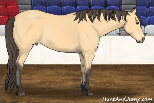 Horse Color: Buckskin 
