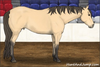 Horse Color:Buckskin 