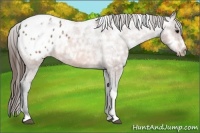 Horse Color:Bay Ice Tobiano Appaloosa 
