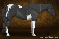 Horse Color:Black Tobiano 