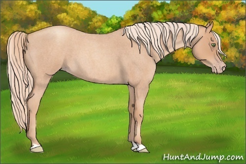 Horse Color:Gold Champagne Roan 