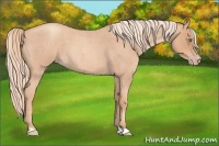 Horse Color:Gold Champagne Roan
