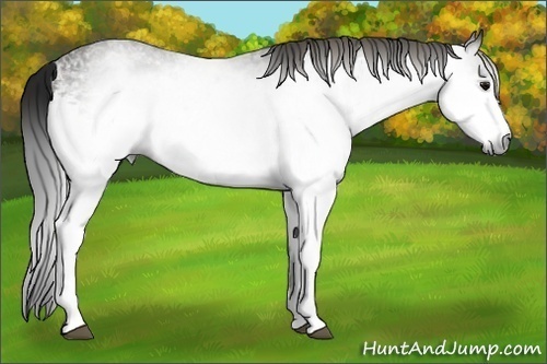 Horse Color:Unknown 