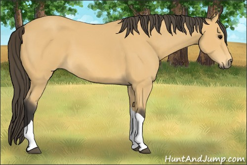 Horse Color: Buckskin Tobiano 