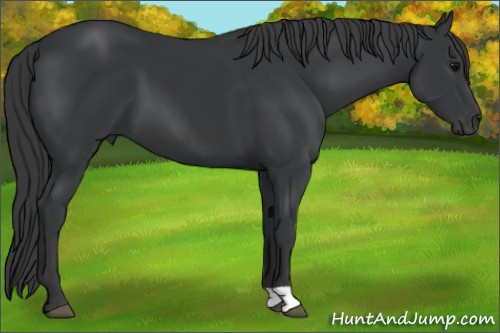 Horse Color: Brown 