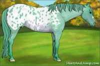 Horse Color:Watercolor Brown Roan Appaloosa 