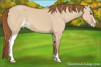 Horse Color:Red Dun Sabino 