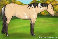 Horse Color:White Spotted Buckskin Dun 