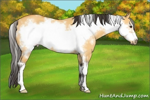 Horse Color: White Spotted Buckskin Dun Frame 