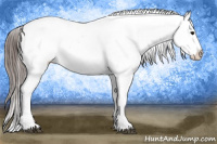 Horse Color:Brown Appaloosa 