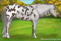 Horse Color:Liver Chestnut Appaloosa Rabicano 