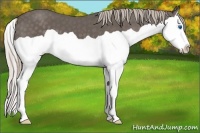 Horse Color:Silver Black Splash