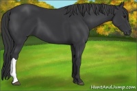 Horse Color:Black 