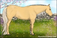 Horse Color:Palomino Rabicano 