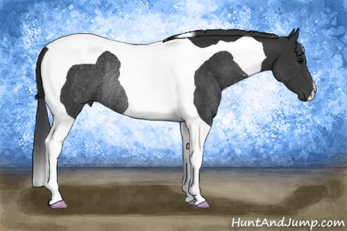 Horse Color: Unknown 